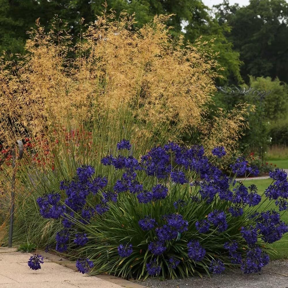 Plant Theory 9cm Pot Stipa Gigantea Golden Oats Grasses