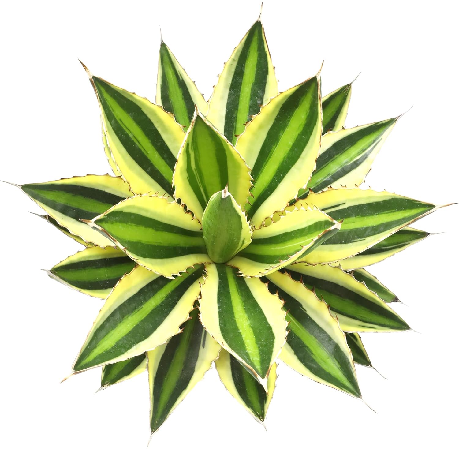 Altman Plants lophantha Quadricolor Agave Plant, Exotic Succulent, Live Plant Decor, Exotic Plants & Rare Plants, Real Plants Live Succulents Plants Live Houseplants, Rare Succulent Plants Live Plants