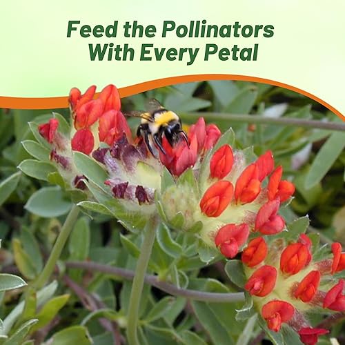 Miniatura 6 de Outsidepride 100 semillas perennes de flores rojas Anthyllis semillas de cobertura del suelo para plantar