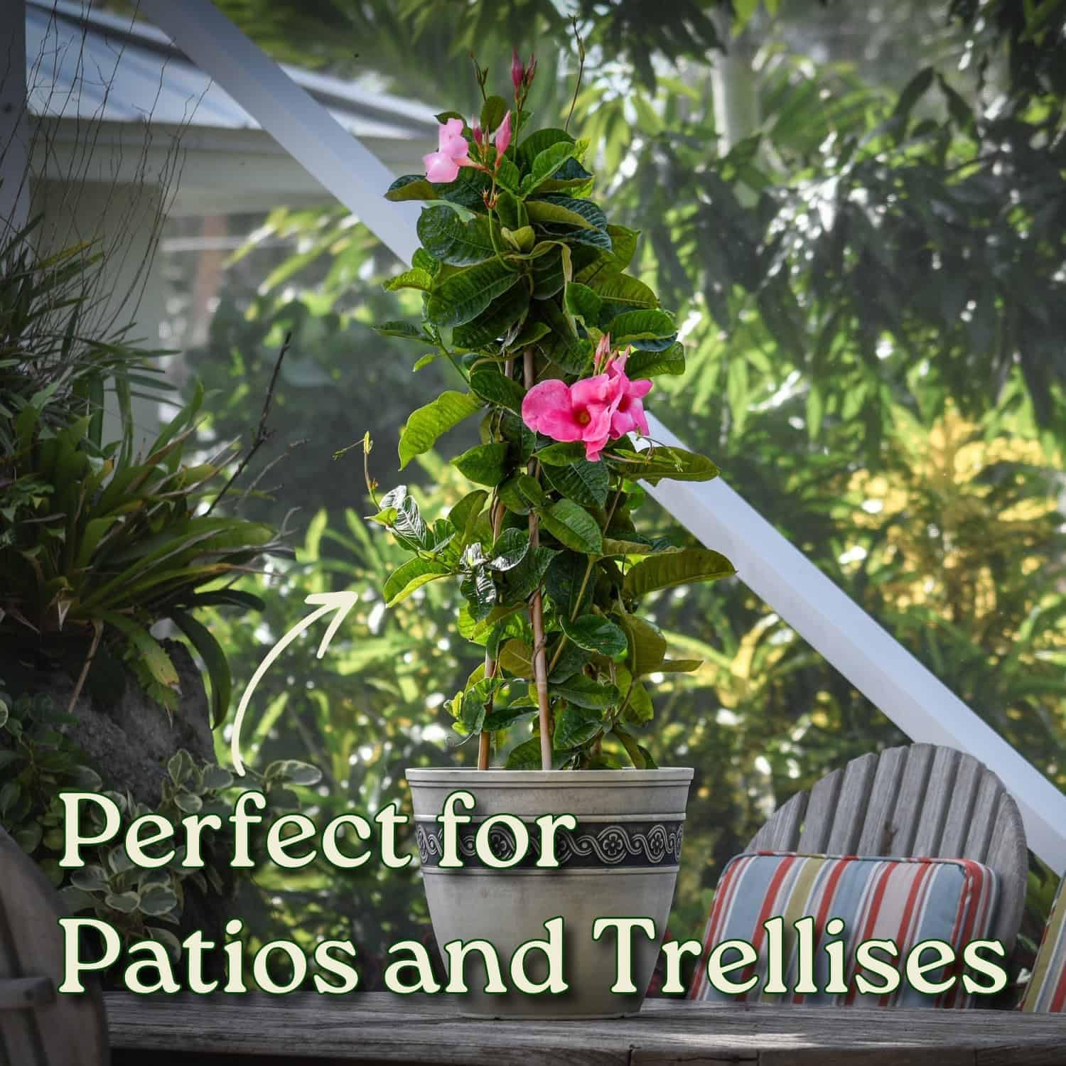 Mandevilla Vine Plants - Pink Giant - Overall Height 36" - Tropical Plants of Florida (Plant + Fertilizer + Heat Pack)