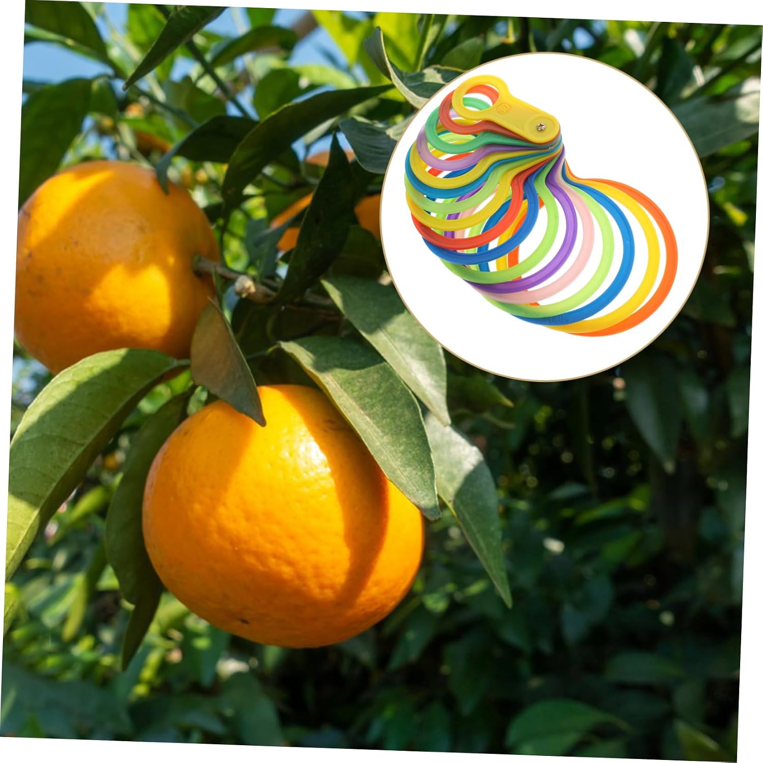 Fruit Grading Ring Sizer Tool for Fruits Diameter Gauge Easy to Use