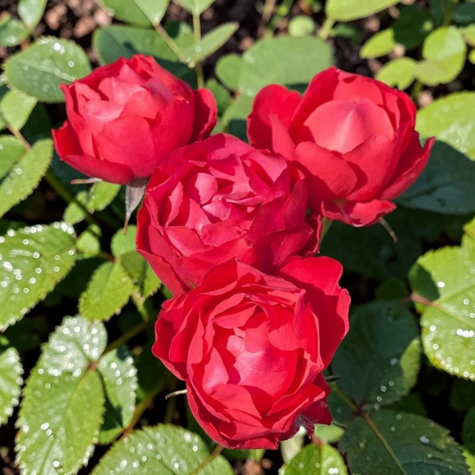 Rose Bush Cherry Bonica - Floribunda Red Rose Bush for The Garden in a 3 Litre Pot (2 Plants)