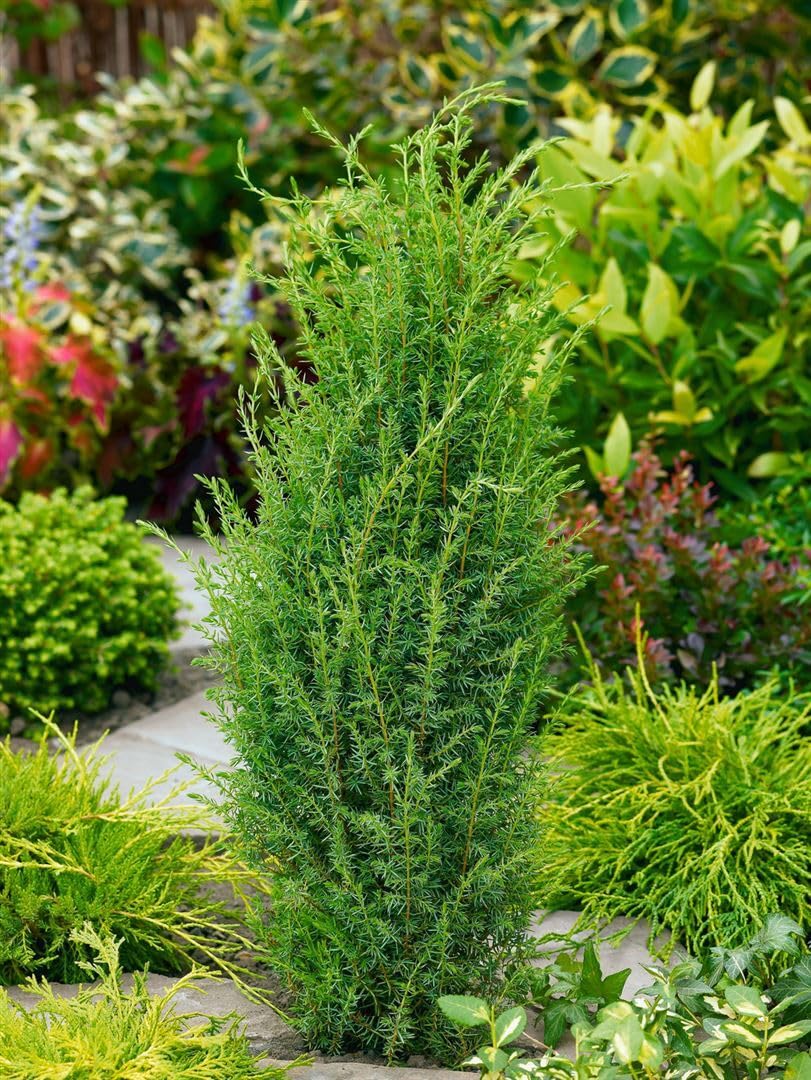 Gemeiner Wacholder Juniperus communis Arnold 60-80 cm winterhart