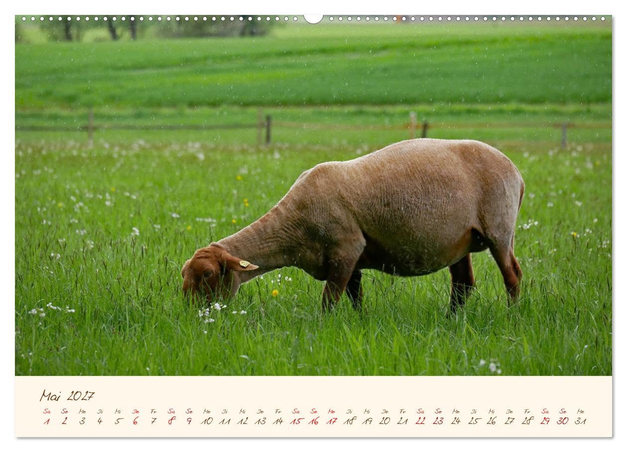 CALVENDO - Coburger Fuchsschaf (Wandkalender 2027 DIN A2 quer), Monatskalender: Porträts und besondere Momentaufnahmen einer alten Schafrasse