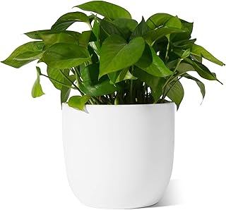 POTEY Ceramic Indoor Planters - White Modern Decorative Plant Pots - Excellent for Indoor Plants with Drainage Hole, 7 Inch