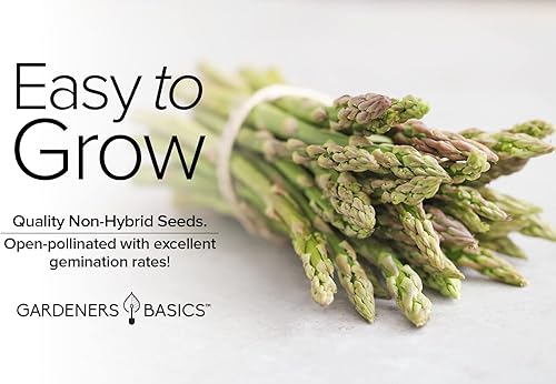 Miniatura 3 de Gardeners Basics, Semillas de espárragos para plantar – Mary Washington Variedad de vegetales perennes sin OMG – 0.07 oz de semillas ideales para