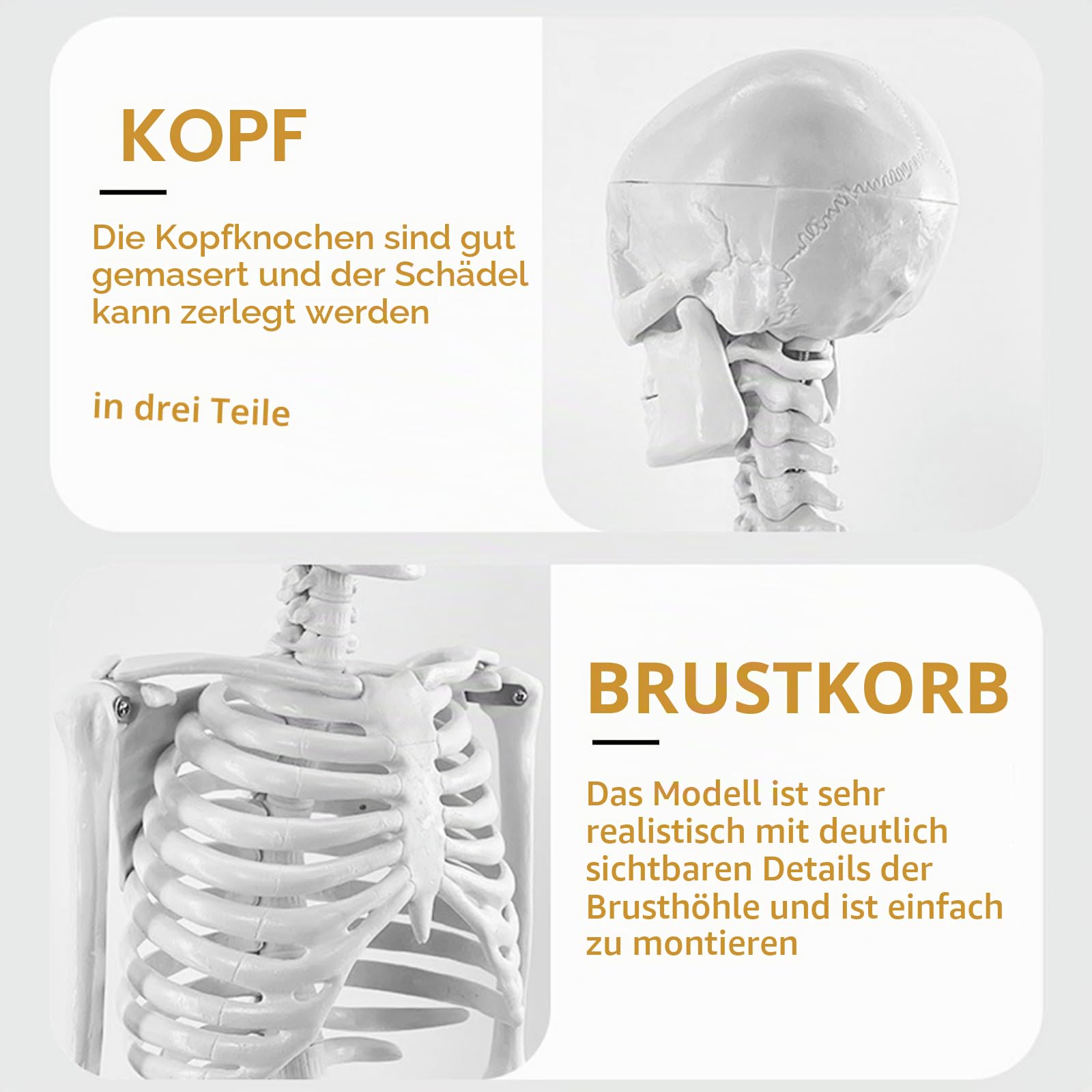Mensch Skelett Modell für Anatomie, 85cm Ganzkörper Mensch Skelett Modell Anatomy Skeleton Menschliches Skelett mit Und Bewegliche Arme Und Beine für Medizinisches Lehren, Bildung, Lernen, Display