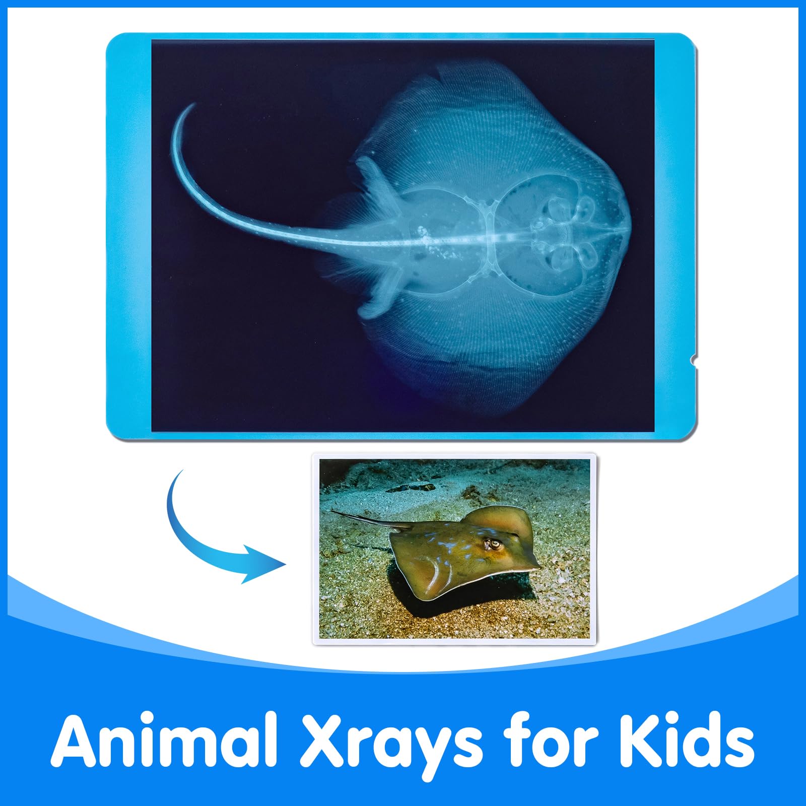 20 piezas de radiografías de animales y tarjetas con imágenes - Adivina quién soy? - Kit educativo de ciencia para niños, explora el fascinante mundo de los esqueletos de animales 5