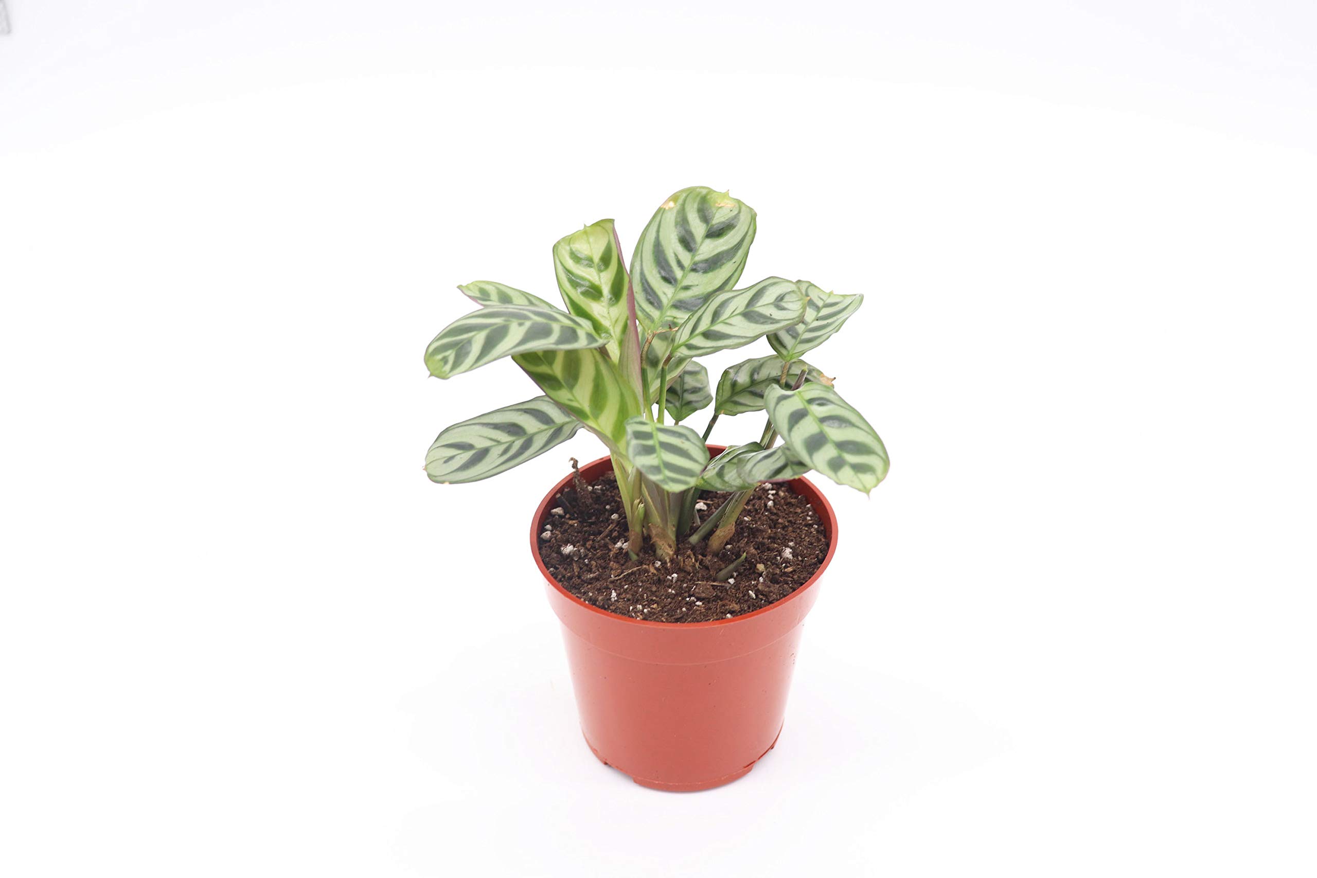 Calathea Ctenanthe Burle Marx