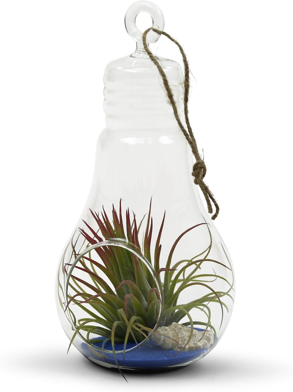 WGVI WGV Hanging Glass Plant Terrarium Bulk, Width 3.5", Height 7", Bulb DIY Air Succulent Planter Clear Tea Light Votive Candle Holder, Wedding Event Office Home Outdoor Decor, 6 Pieces