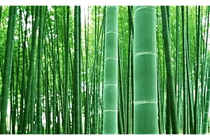 100+ Live Bamboo Stalks for Transformative Landscaping and Privacy