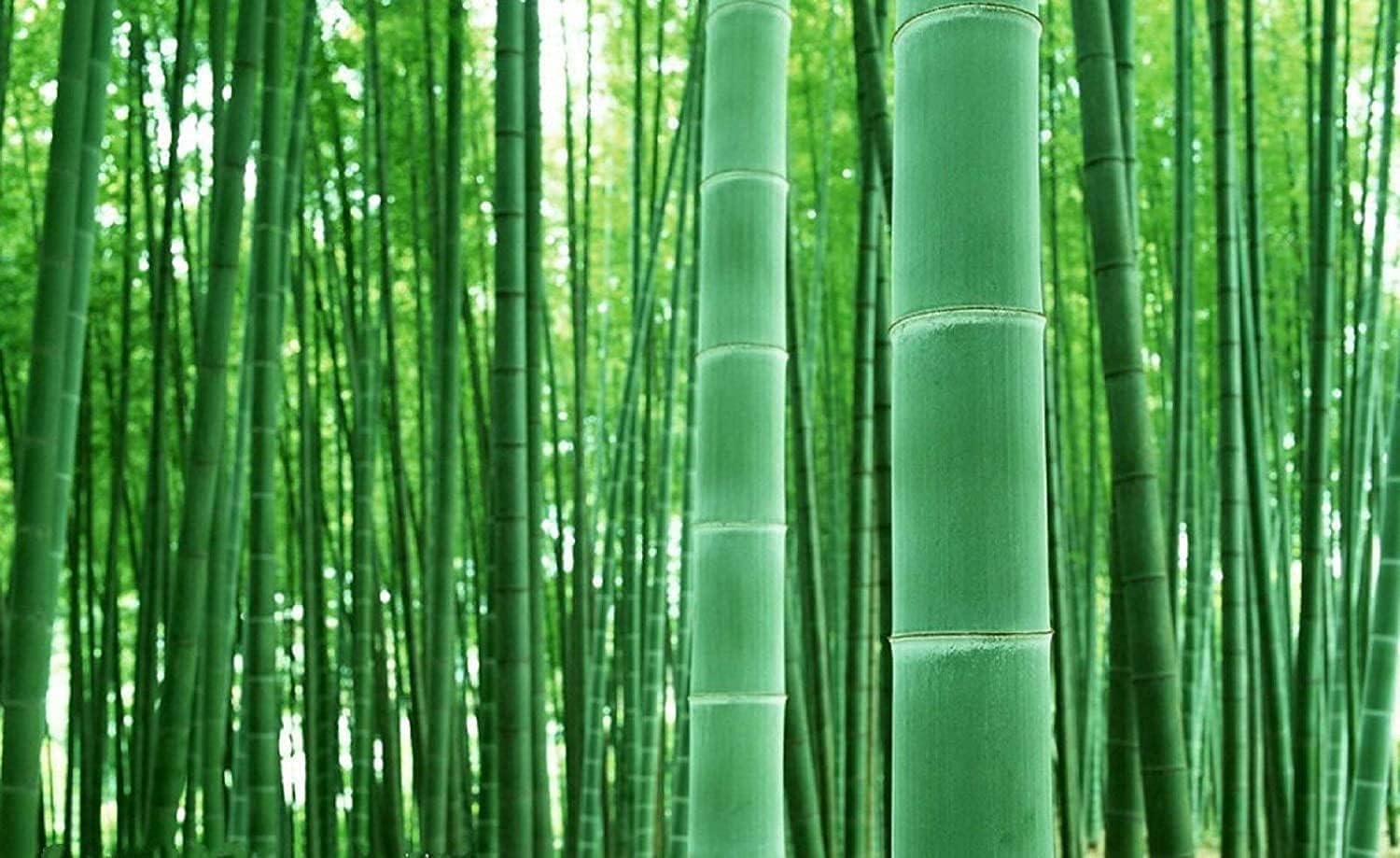 100+ Giant Timber Bamboo Seeds โ Rapid-Growth Bamboo โ Ideal Privacy Hedge, Windbreak, Landscaping, Indoor/Outdoor Pots โ Symbol of Luck & Prosperity