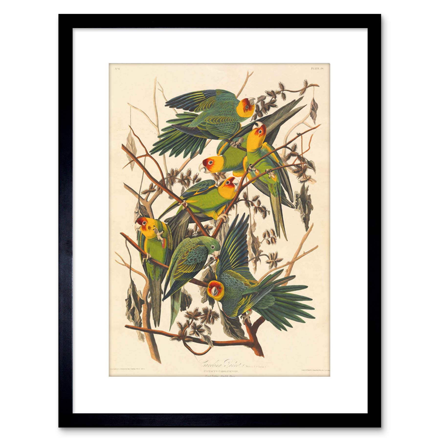 Wee Blue Coo PAINTING BIRD AUDUBON CAROLINA PARROT FRAMED PRINT F97X3579