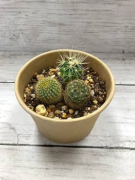 71zVd0yzVXL._AC_UF350,