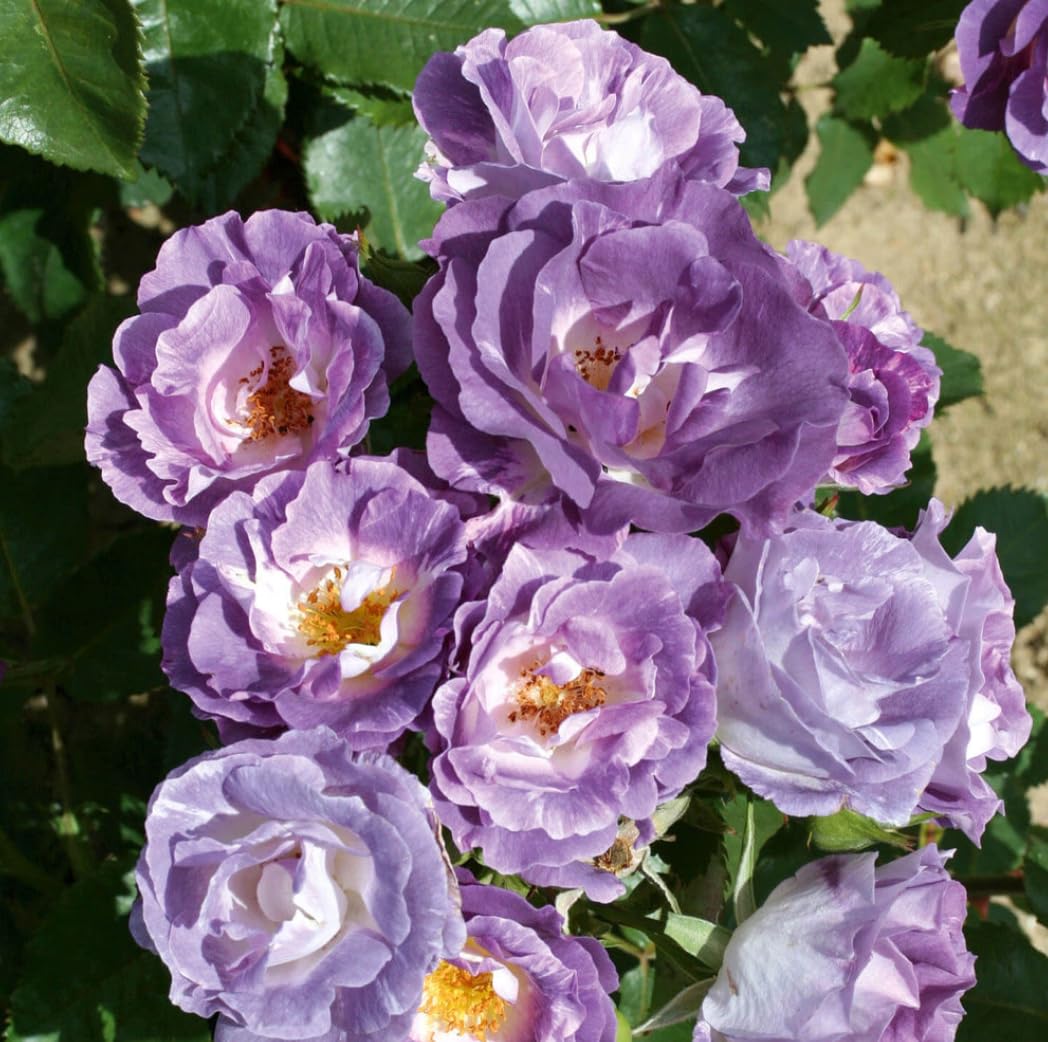 Floribunda Rose Bush 'Blue for You', 3L Pot, Lavender Blue Fragrant Garden Plant