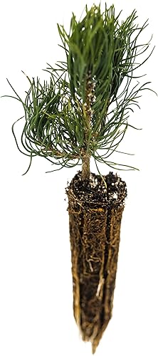 Miniatura 2 de Pino Mugo  Plántula de árbol pequeño  The Jonsteen Company