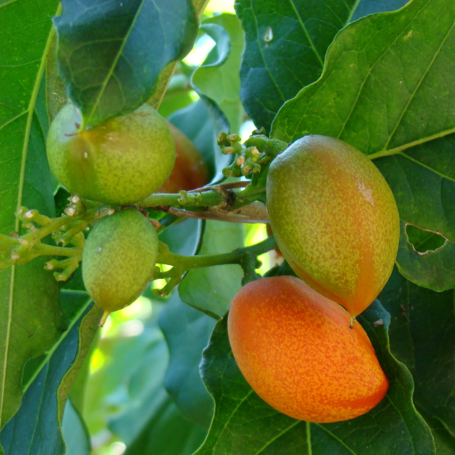 See full amazon price history chart for Hug A Plant | Peanut Butter (Bunchosia glandulifera) Seedling Fruit Live Plant (Home & Garden) Hug A Plant | Peanut Butter (Bunchosia glandulifera) Seedling Fruit Live Plant (Home & Garden) (B0CB6H9M9T) Amazon Price History, Amazon Price Tracker