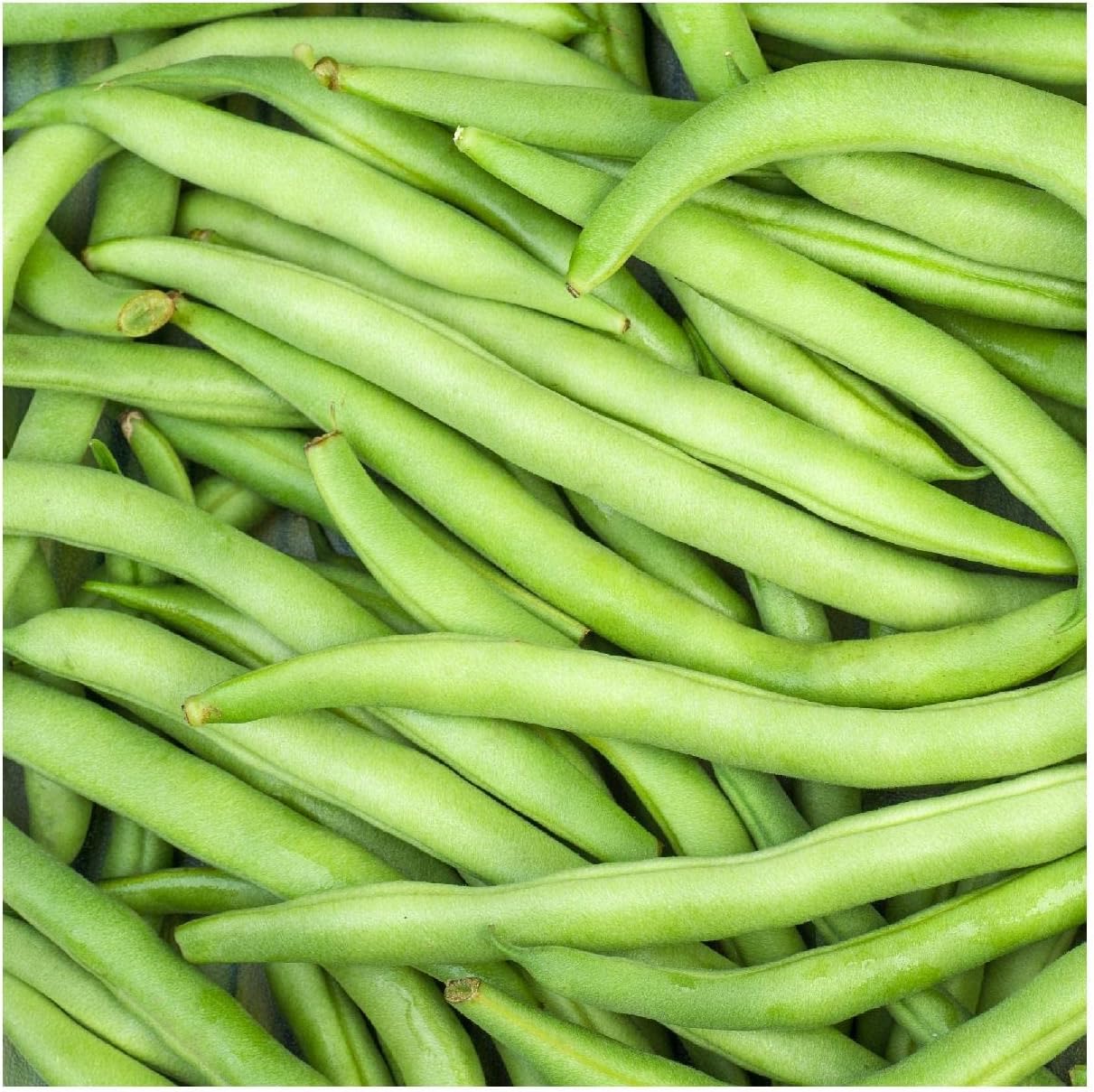 Everwilde Farms - 1 Lb Organic Kentucky Wonder Pole Pole Bean Seeds - Gold Vault Packet
