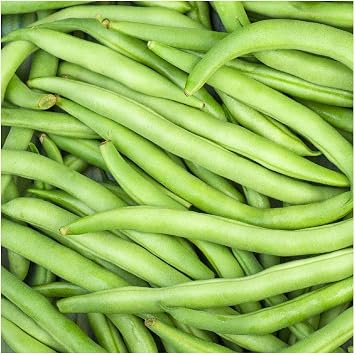 Everwilde Farms - 1 Lb Organic Kentucky Wonder Pole Pole Bean Seeds - Gold Vault Packet