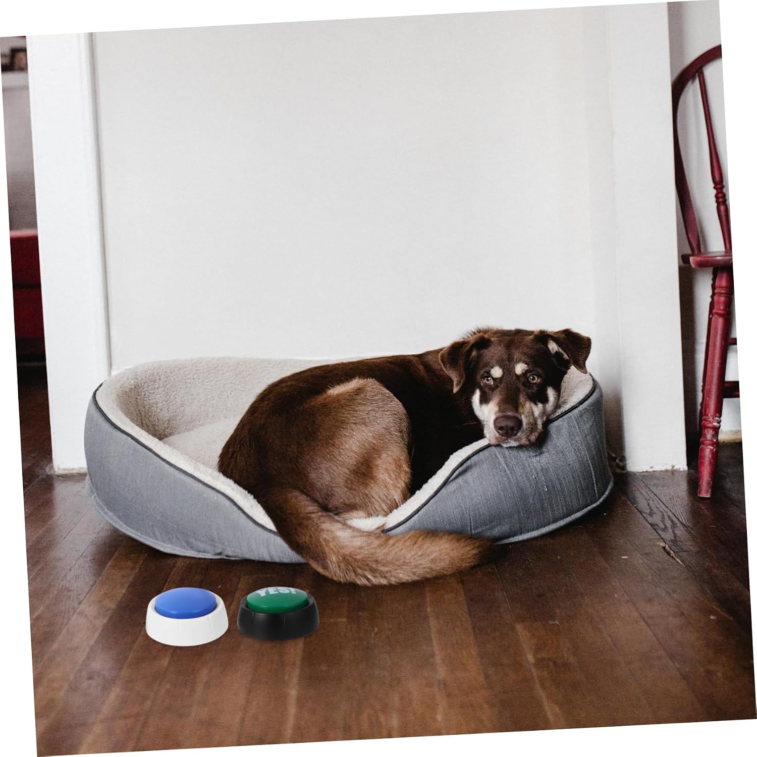 Kisangel 4pcs Pet Voice Button Dog Interactive Toys Talking Buttons for Communication Training Random Color