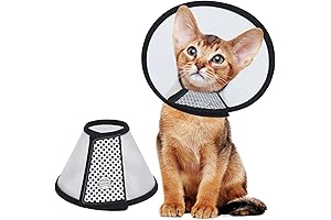 Vivifying Guinea Pig Cone