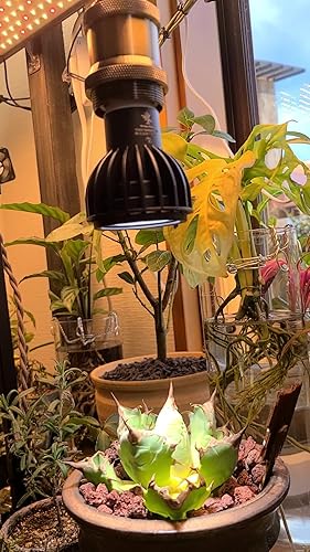 Amazon.co.jp: Kaiju Plant 怪獣ビームLOW ぐんぐん育つ 室内園芸用