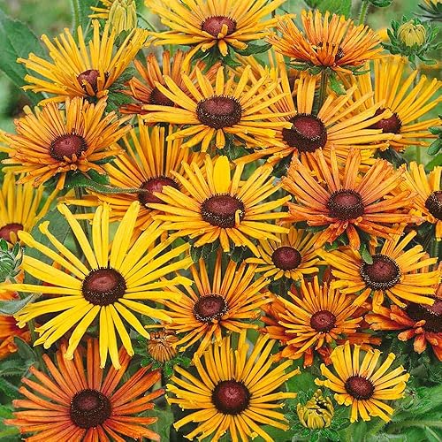 Miniatura 7 de Outsidepride Rudbeckia Hirta Chim Chiminee Garden Cut Flower Mix - 200 Semillas