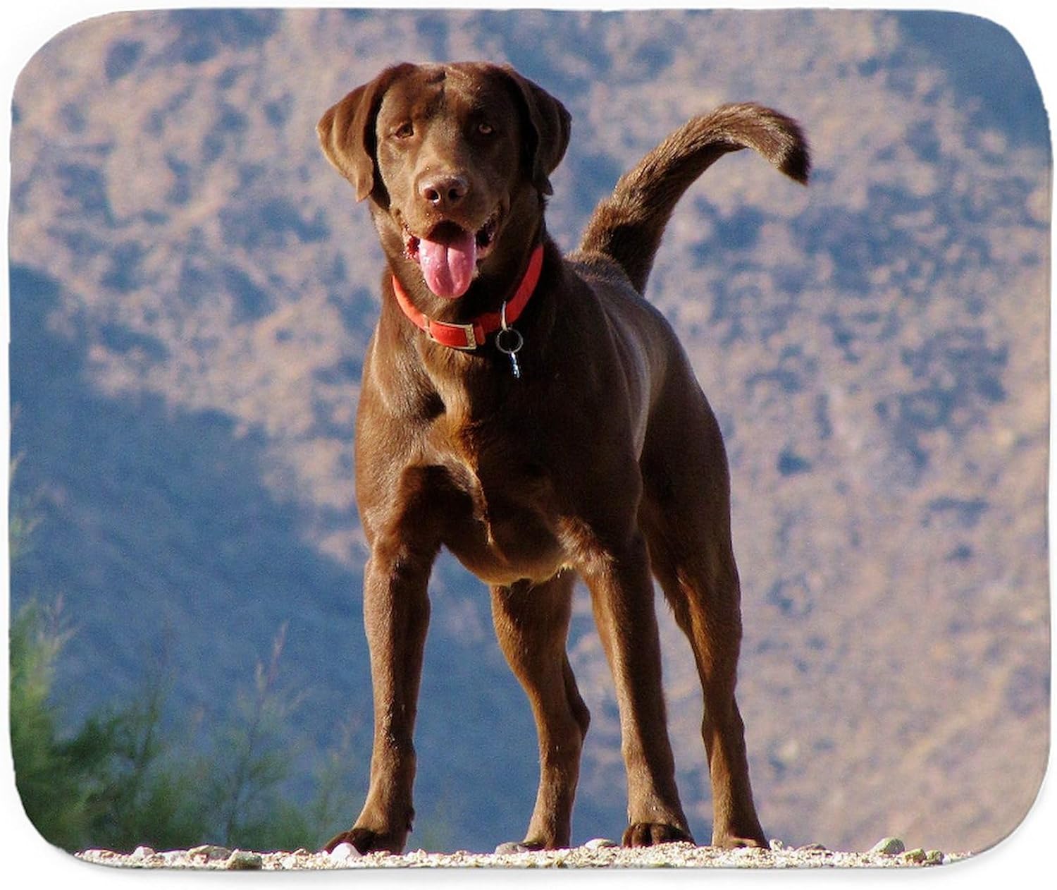 CafePress Lovable Chocolate Lab Sherpa Fleece Throw Blanket 60" L x 50" W
