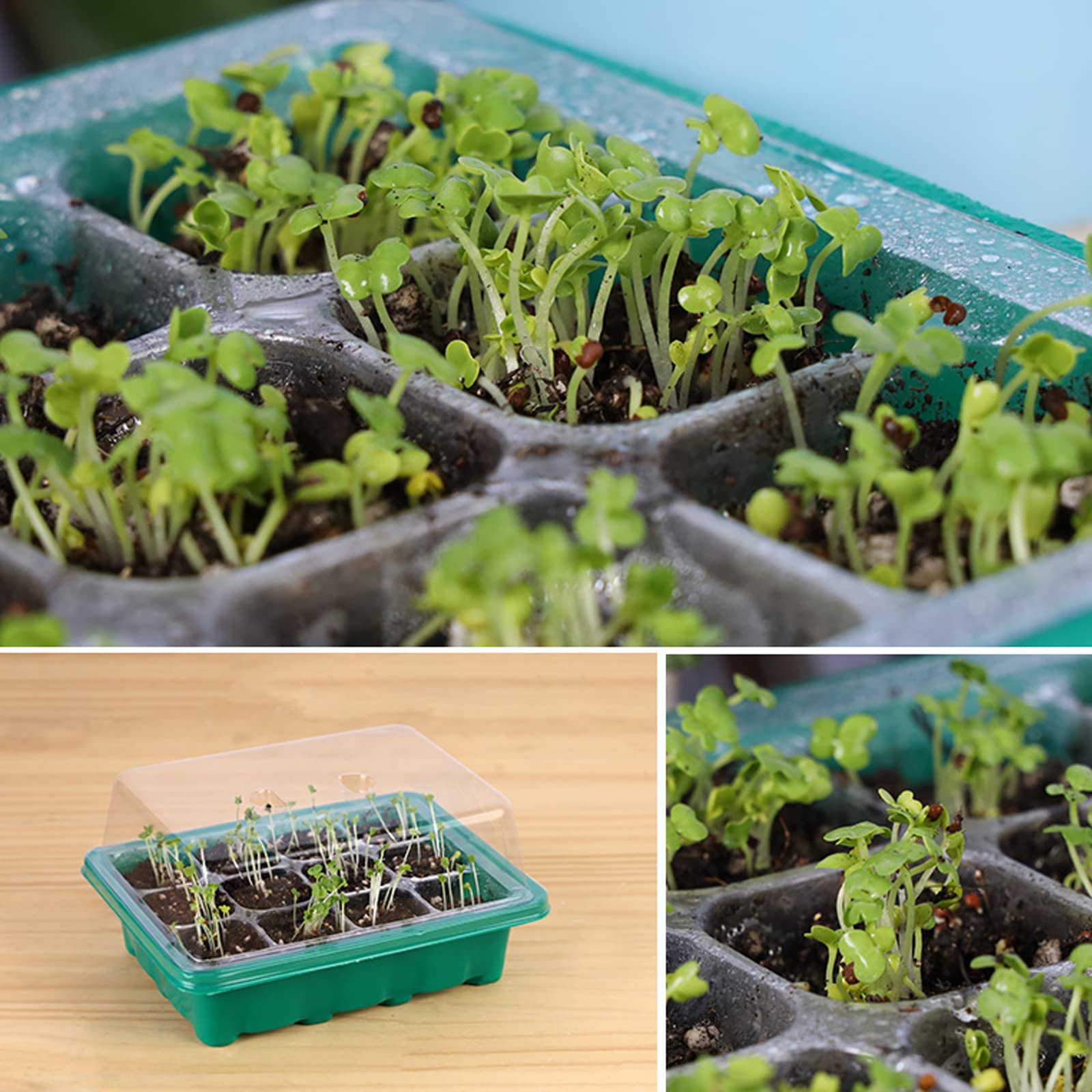 6 juegos de bandeja de semillas de invernadero, Bandeja de semillas de invernadero para interiores con orificios de ventilación para horticultura de jardín