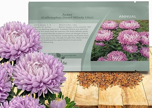 Miniatura 8 de Outsidepride 2000 semillas anuales Callistephus Dwarf Milady Aster Milady Flower Seed Mix para plantar