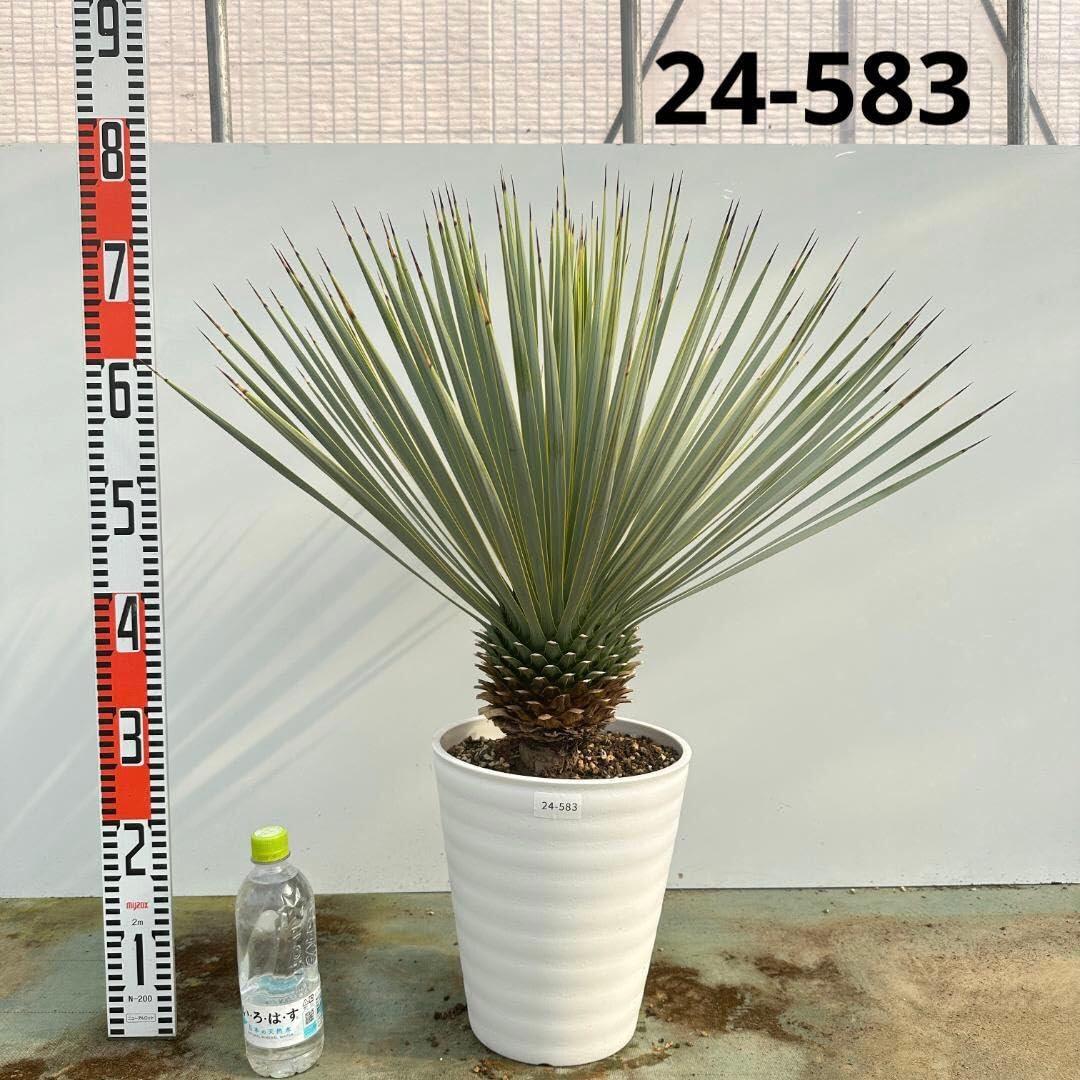 Amazon.co.jp: ユッカ ロストラータ 24-583 シルバーブルー : 食品