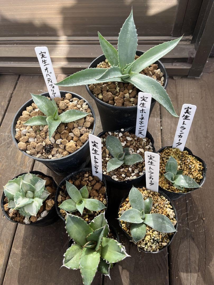 アガベ オバティフォリア 引取限定 特選株！！アガベ オバティフォリア