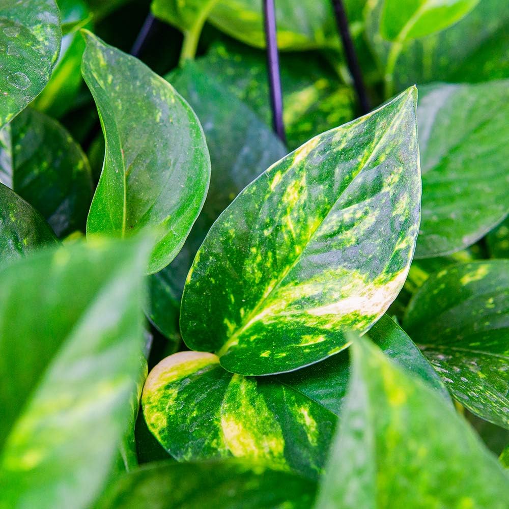 Golden Pothos in 8in Hanging Basket | Extremely Easy to Care for | Perfect for Any Indoor Space