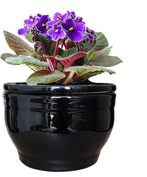Dphagesy African Violet Pots Self Watering Round Ceramic Violet Pot