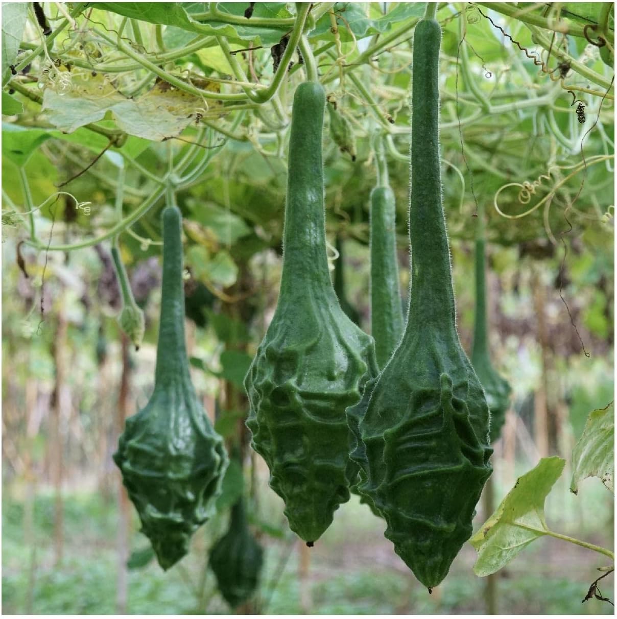 Everwilde Farms - 1/4 Lb Caveman's Gourd Gourd Seeds - Gold Vault