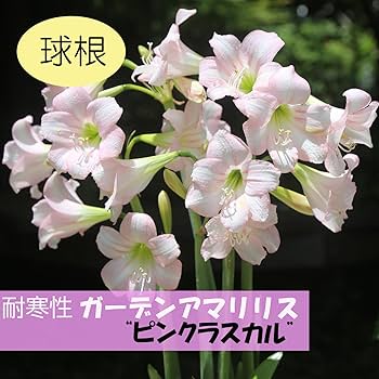 AIで作った フリル アマリリス 黒 球根 AIで作った フリル アマリリス 黒 球根 - メルカリ