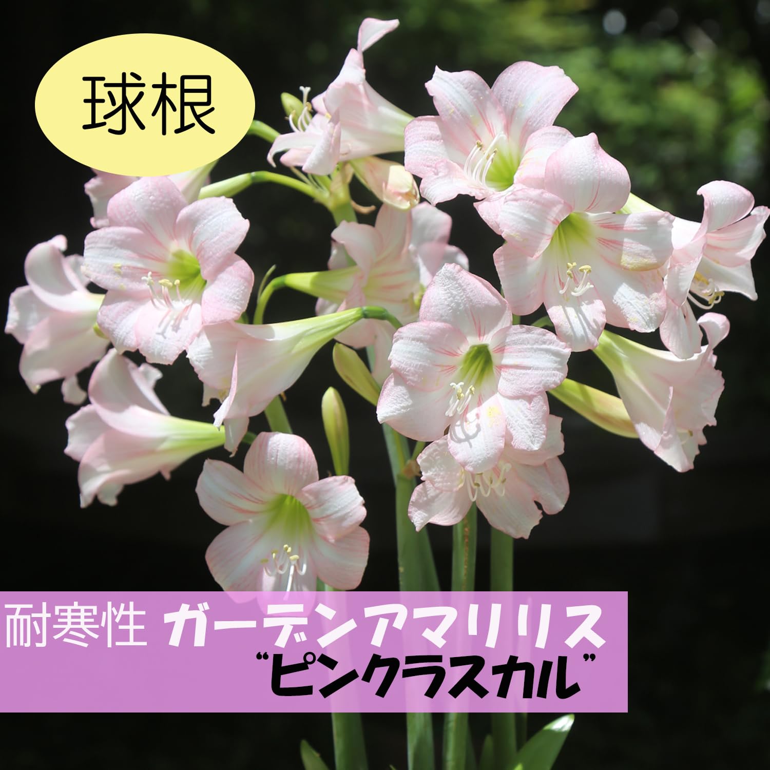 AIで作った フリル アマリリス 黒 球根 Amazon | ガーデンアマリリス ピンクラスカル 球根 2球 植えっ