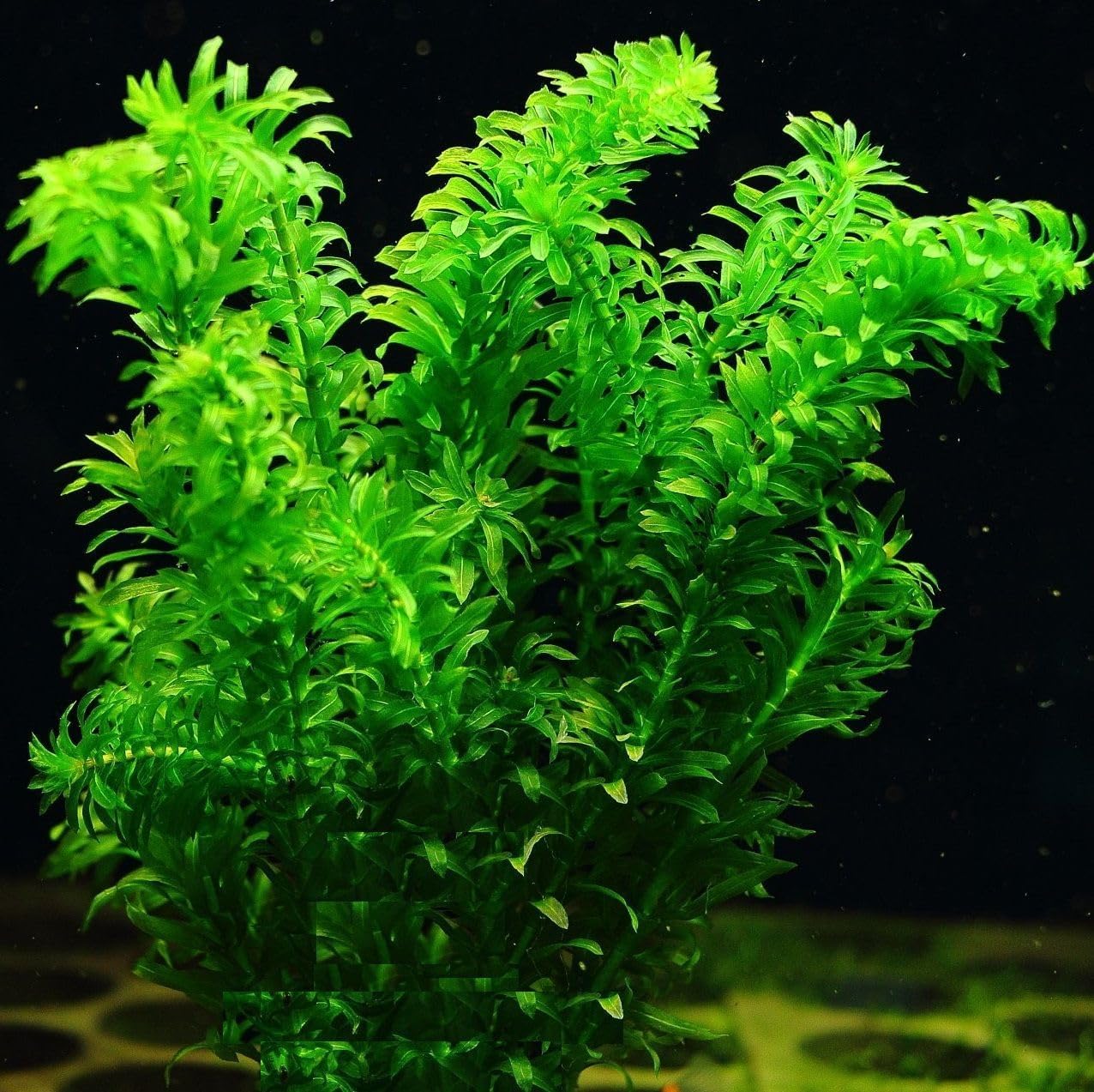 Low Light Aquatic Plant Set - Beginner-Friendly Live Aquarium Plants | Easy Care, Thrives in Low Light | Natural Filtration & Freshwater Tank Decor - Triple Pack (18 Bunches)