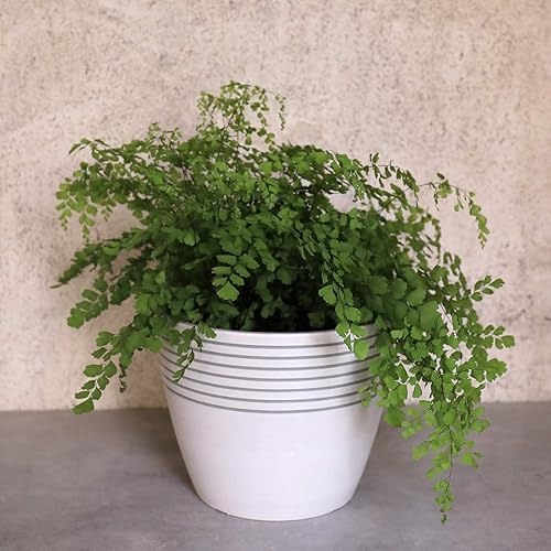 Miniatura 7 de LA JOLIE MUSE Maceta de interior  Macetas para plantas de interior y exterior, maceta elegante contemporánea con patrón de rayas, 9.4 pulgadas,