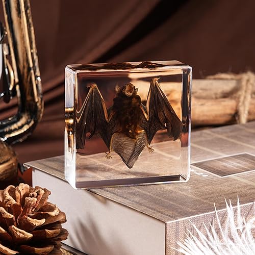 Taxidermy Bat, Real Bats Specimens High Quality Resin Animals for Science Classroom Science Education, Bat Decor Great Gift for Taxidermy, Animal Skull, Oddities, Biology (3 x 3 x 1 inch)