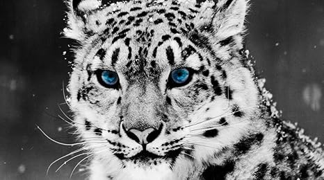 Amazon Co Jp 美しいユキヒョウの動物 ジグソーパズル1500ピース大人の減圧おもちゃギフト装飾絵画家族ゲーム おもちゃ