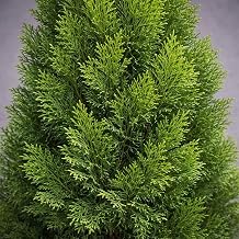 Thuja occidentalis 'Smaragd' 3-Gallon Pot