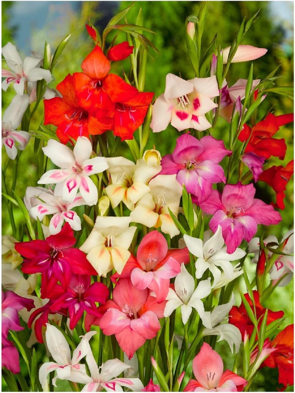 10x Gladioli Nanus Mix Bulbs Summer Flowering Dwarf Gladiolus Multicoloured Garden Cut Flowers Autumn Planting Hardy Corms