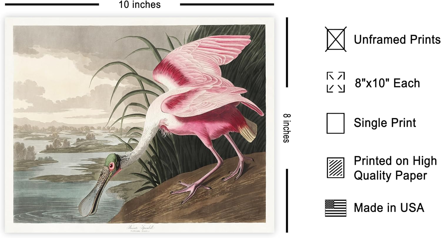 Poster Master Vintage James Audubon Poster - Retro Roseate Spoonbill Print - Birds of America Art - Gift for Him, Her & Animal Lover - Decor for Dorm, Living Room or Bedroom - 8x10 UNFRAMED Wall Art