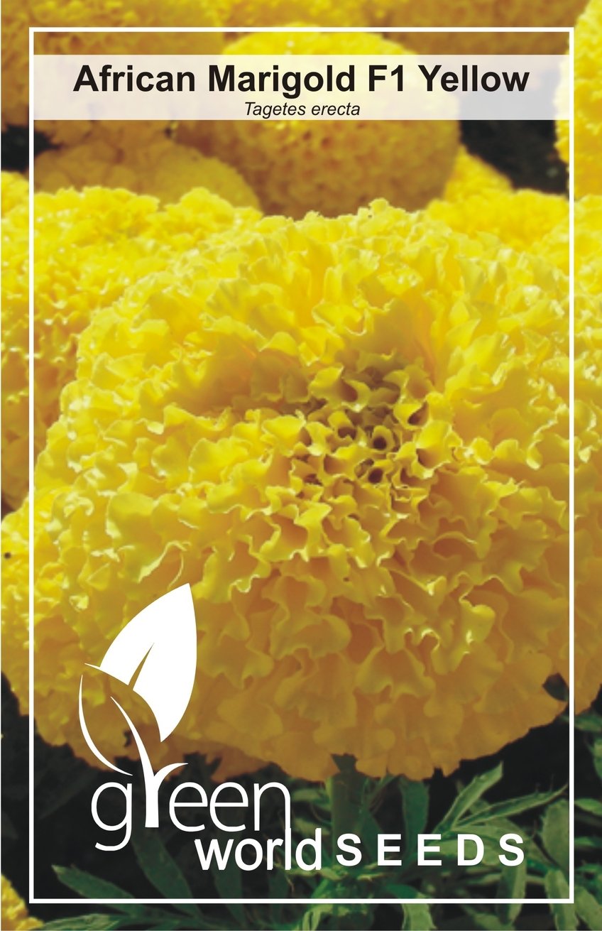 GREEN WORLD African Yellow Marigold Hybrid (10 Seeds) (B01N134QIG) Amazon Price History, Amazon Price Tracker
