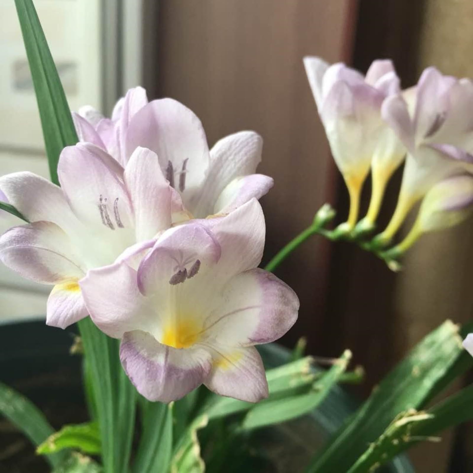 25 Bulbi Di Fresia Doppia Profumata – Piante Erbacee Perenni Resistenti, Colori Misti (Giallo, Bianco, Rosa, Viola) Per Aiuole E Vasi – Non OGM