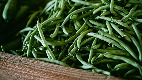 Miniatura 4 de Provider Bush - Semillas de frijol verde (Phaseolus vulgaris) - Más de 30 reliquias sin OMG de Isla's Garden, variedad de cosecha temprana con