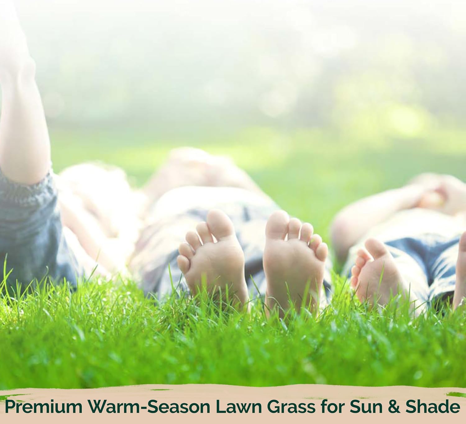 KVITER 1/4 Lb Zenith Zoysia Grass Seed (Zoysia Japonica) – Zenith Zoysia Seeds for Lawn – Dense, Grass Seed Shade & Drought Tolerant, Low Maintenance – Best Zoysia Grass Seeds for Lawn