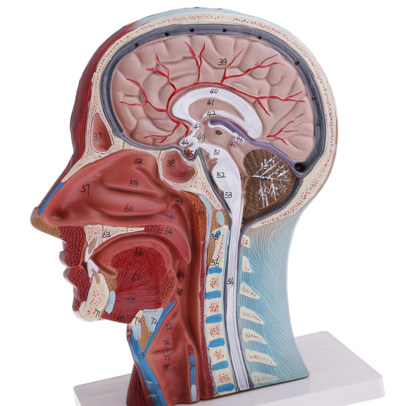 Modelo de anatomía de cabeza y cuello humano 1:1 | Musculatura detallada y estructuras neurovasculares | Modelo de demostración de enseñanza de tamaño real | Material | Ideal para