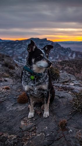 Dogs Wallpapers